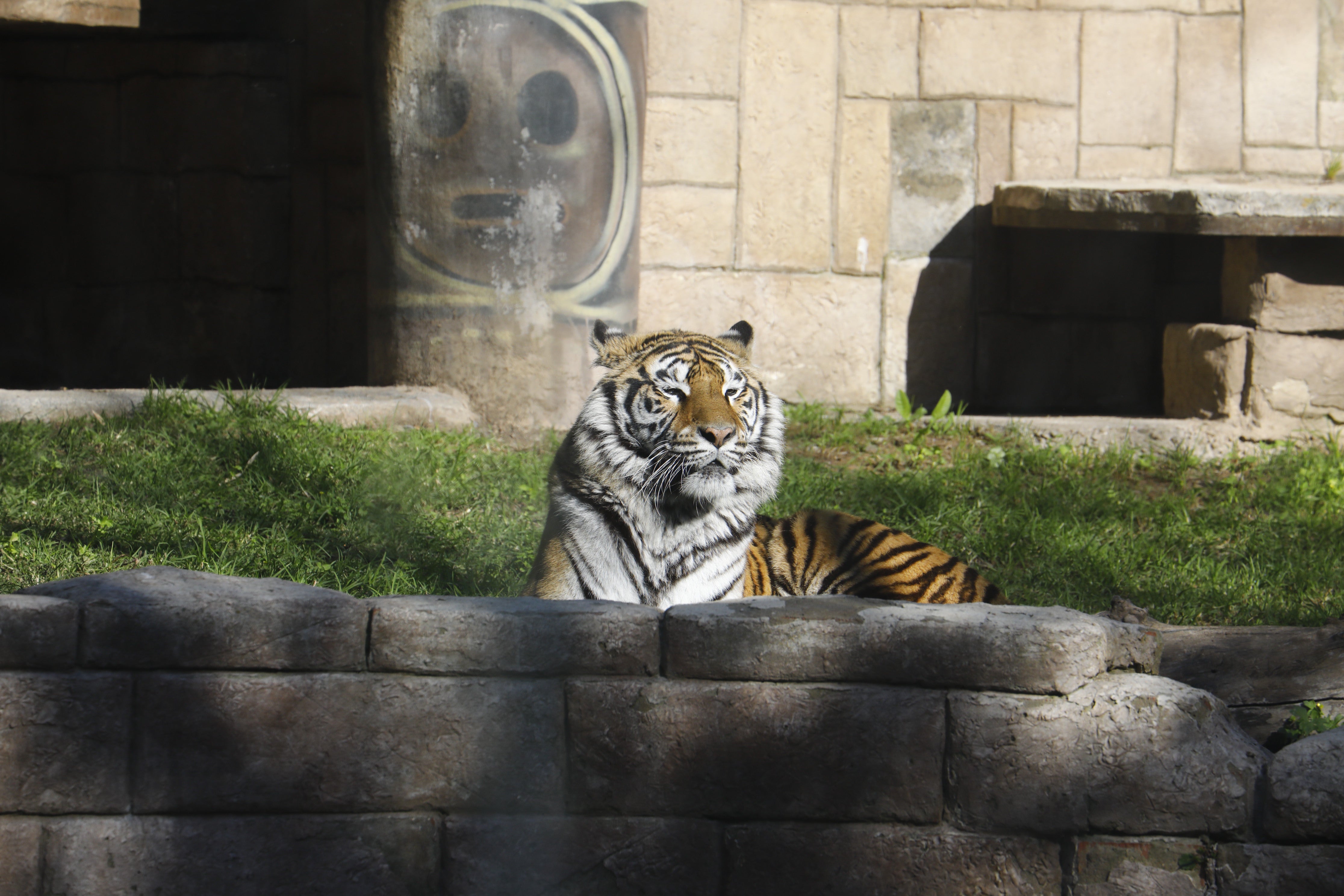 Las imágenes de los nuevos tigres de bengala del Zoo de Córdoba