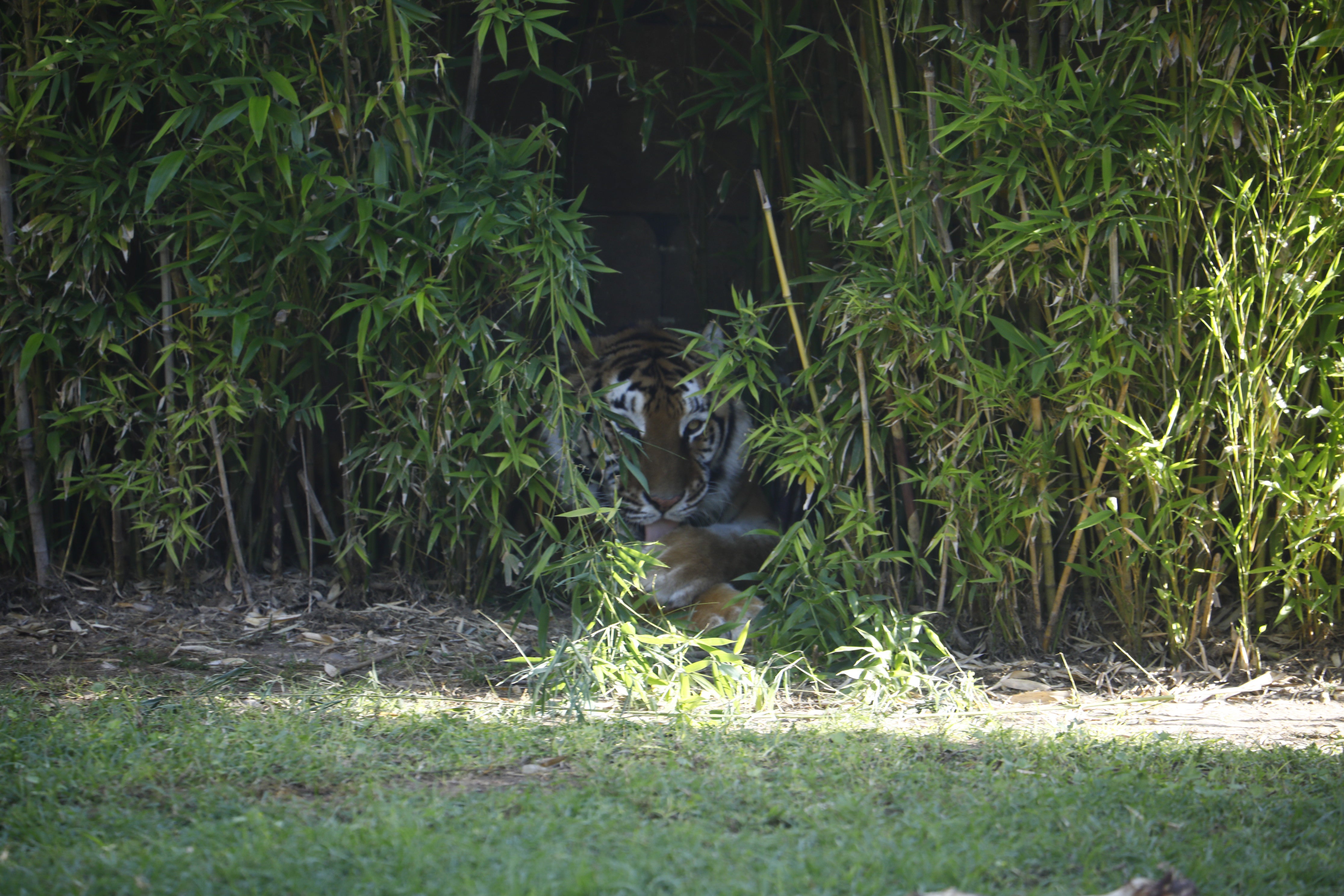 Las imágenes de los nuevos tigres de bengala del Zoo de Córdoba