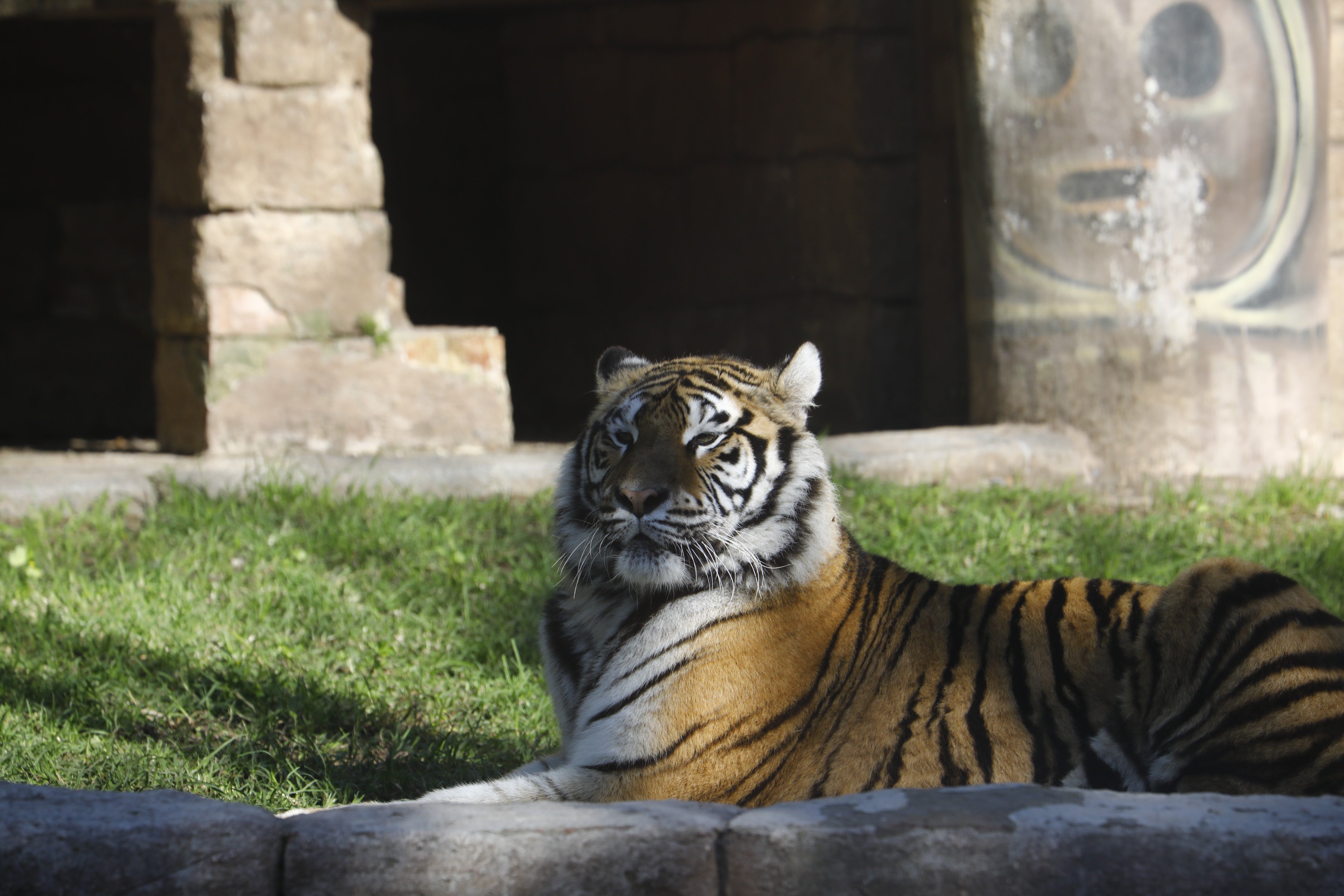 Las imágenes de los nuevos tigres de bengala del Zoo de Córdoba