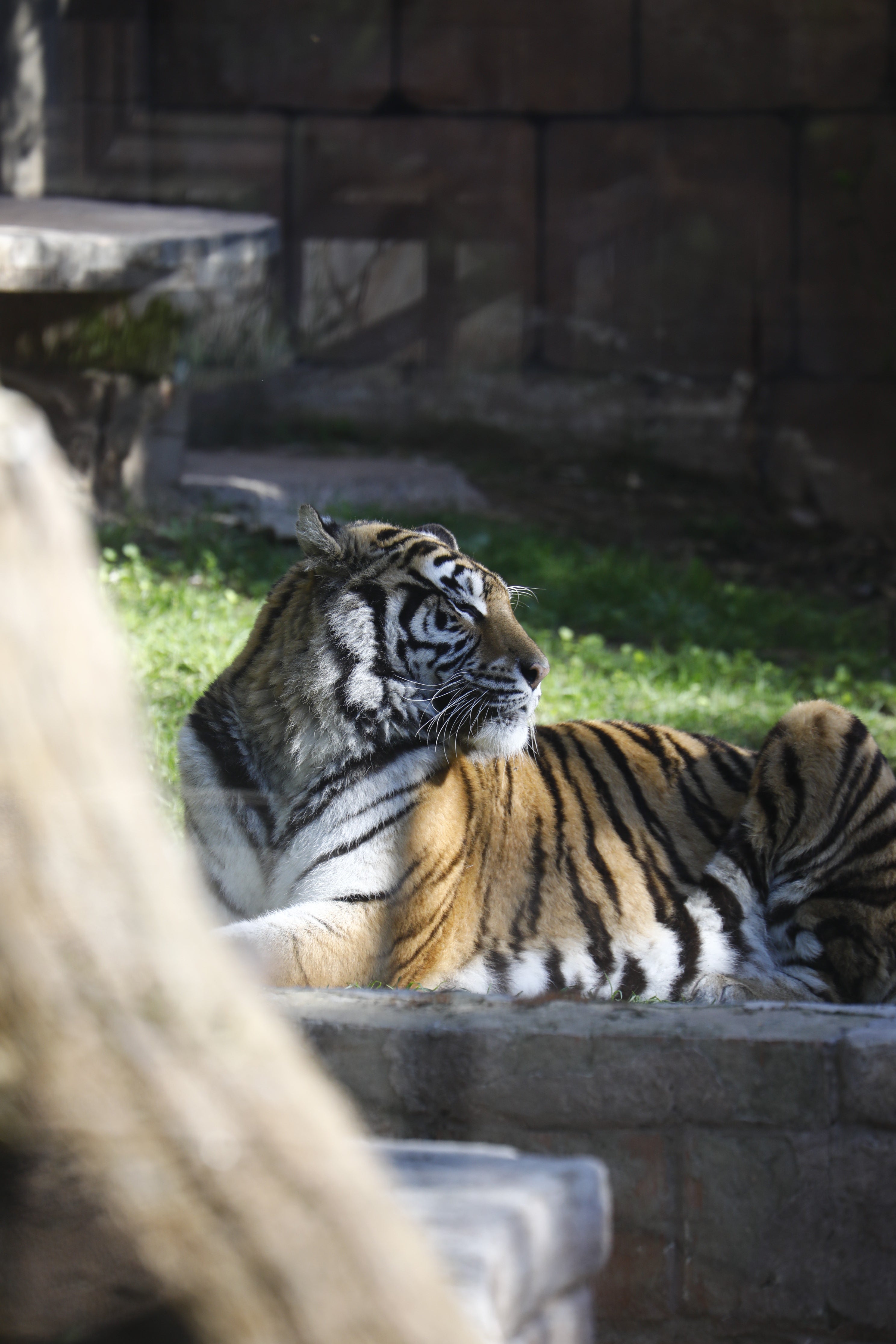 Las imágenes de los nuevos tigres de bengala del Zoo de Córdoba