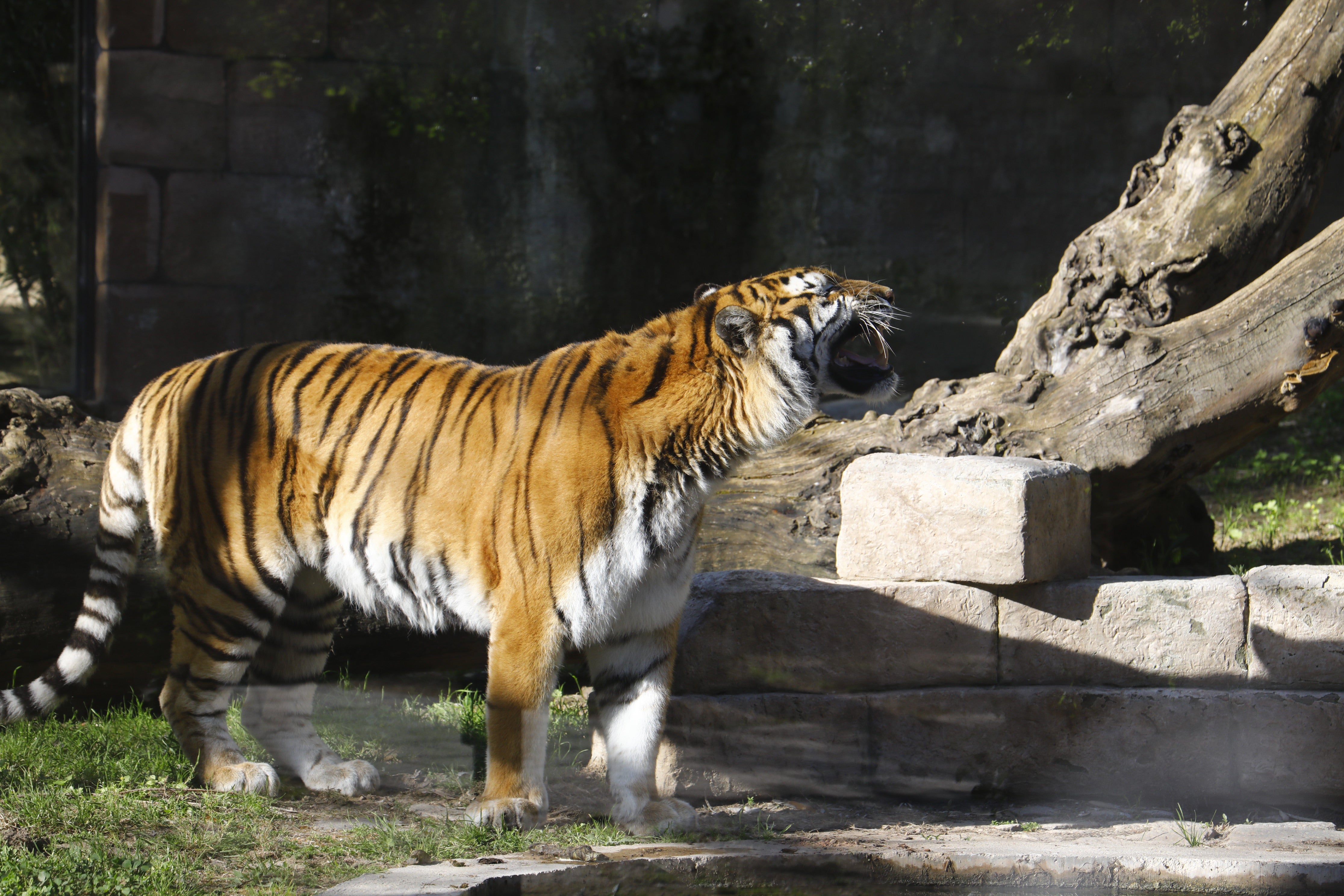 Las imágenes de los nuevos tigres de bengala del Zoo de Córdoba