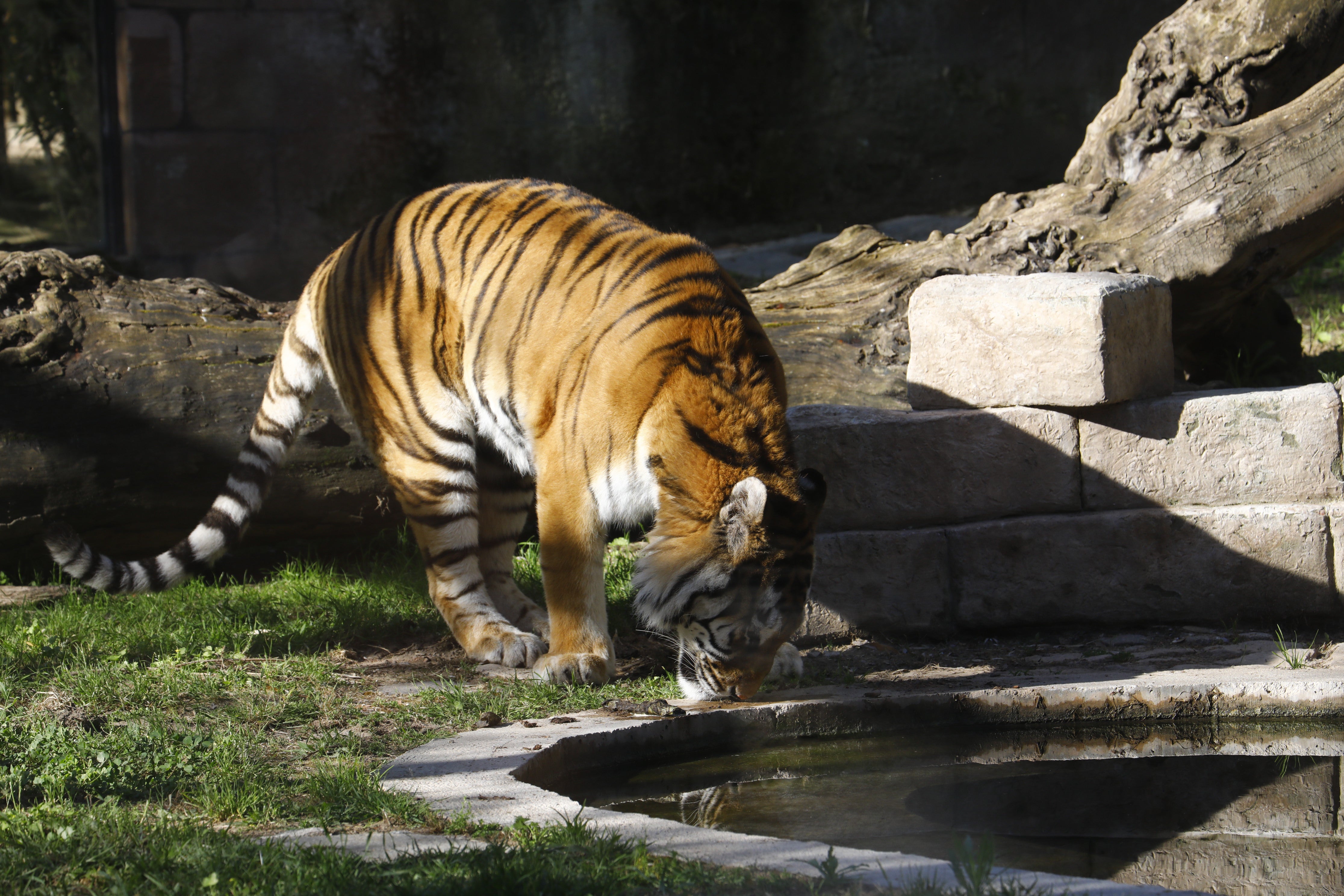 Las imágenes de los nuevos tigres de bengala del Zoo de Córdoba