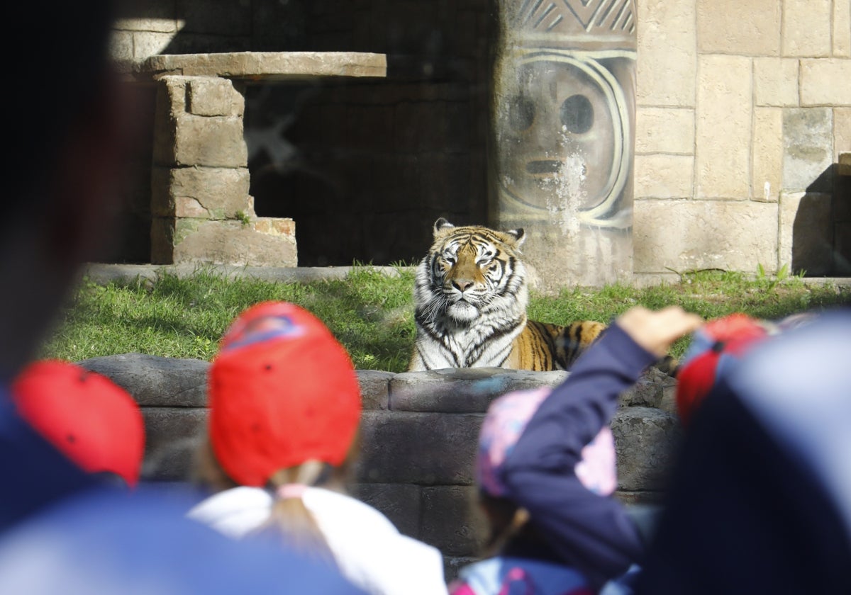 Un grupo de niños contempla a uno de los tigres llegados al Zoo de Córdoba