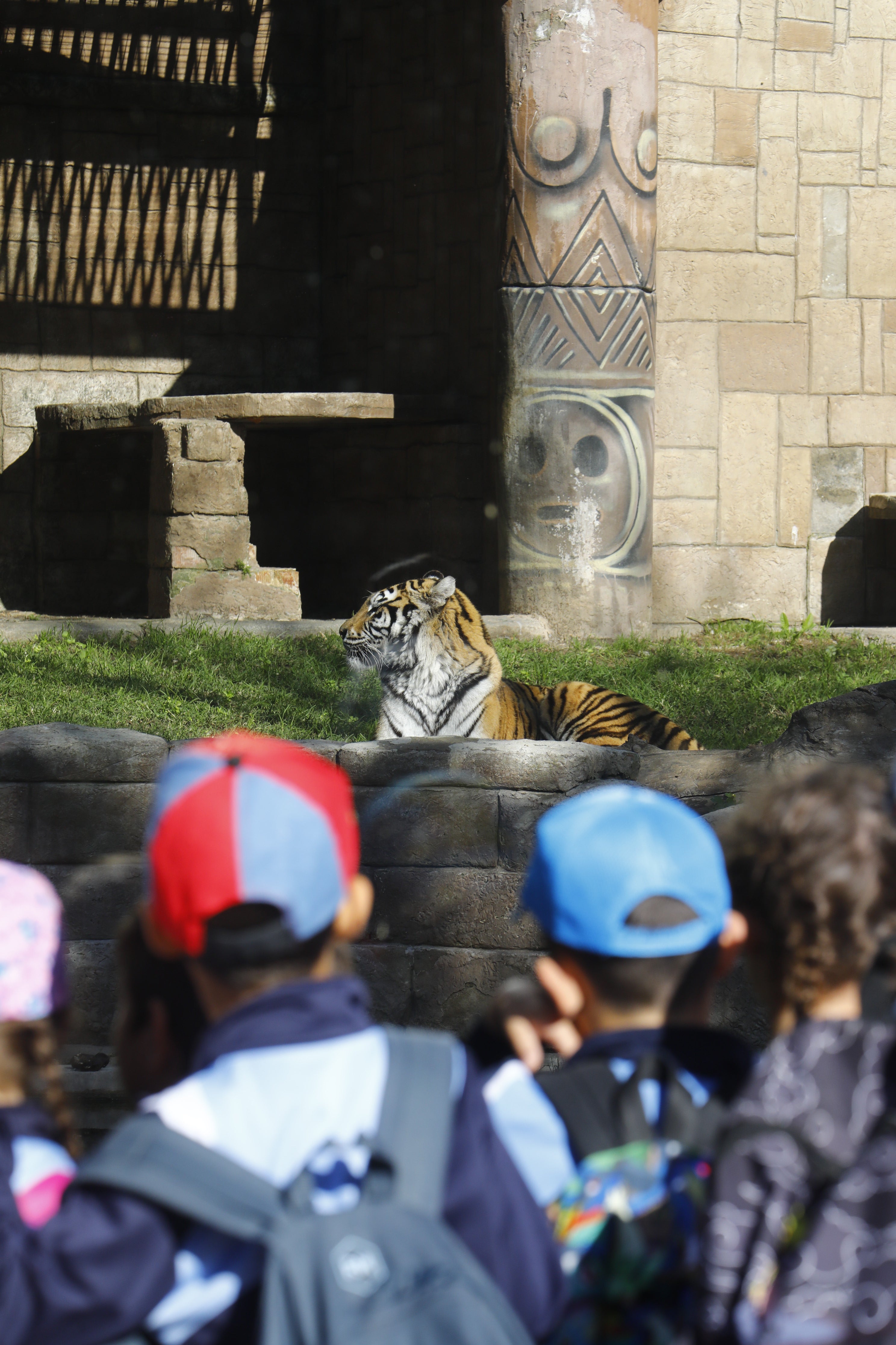 Las imágenes de los nuevos tigres de bengala del Zoo de Córdoba