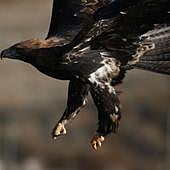 Buitre negro, águila imperial, nutria... Especies recuperadas y salvadas por la campana