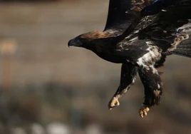 Buitre negro, águila imperial, nutria... Especies recuperadas y salvadas por la campana
