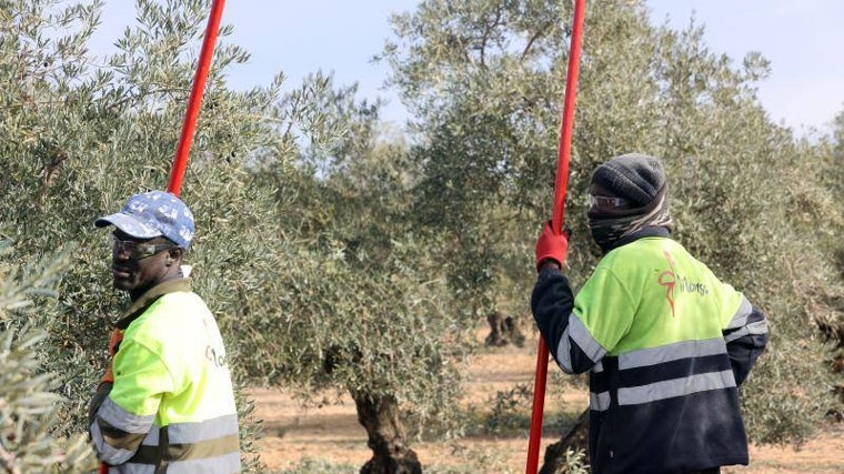 Dos jóvenes trabajadores en una finca de olivar en Puente Genil