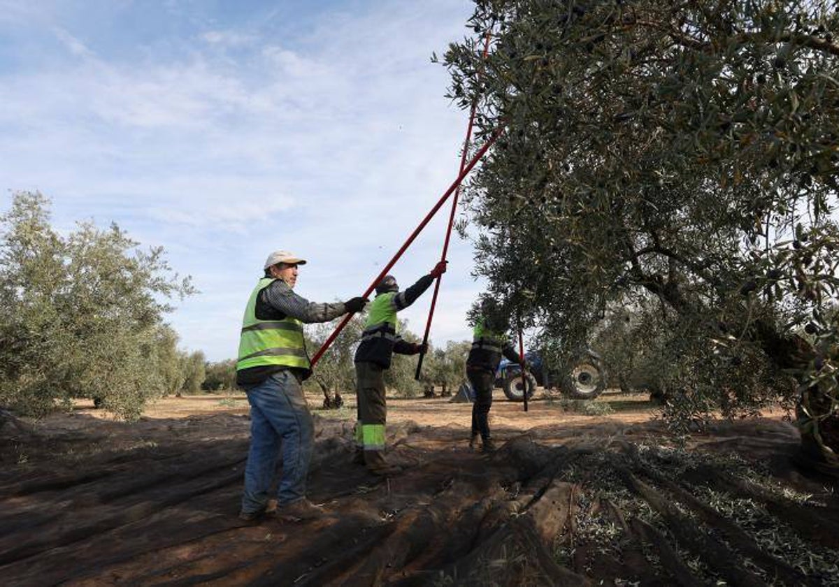 Labores de recogida de la aceituna en una finca de Puente Genil (Córdoba)