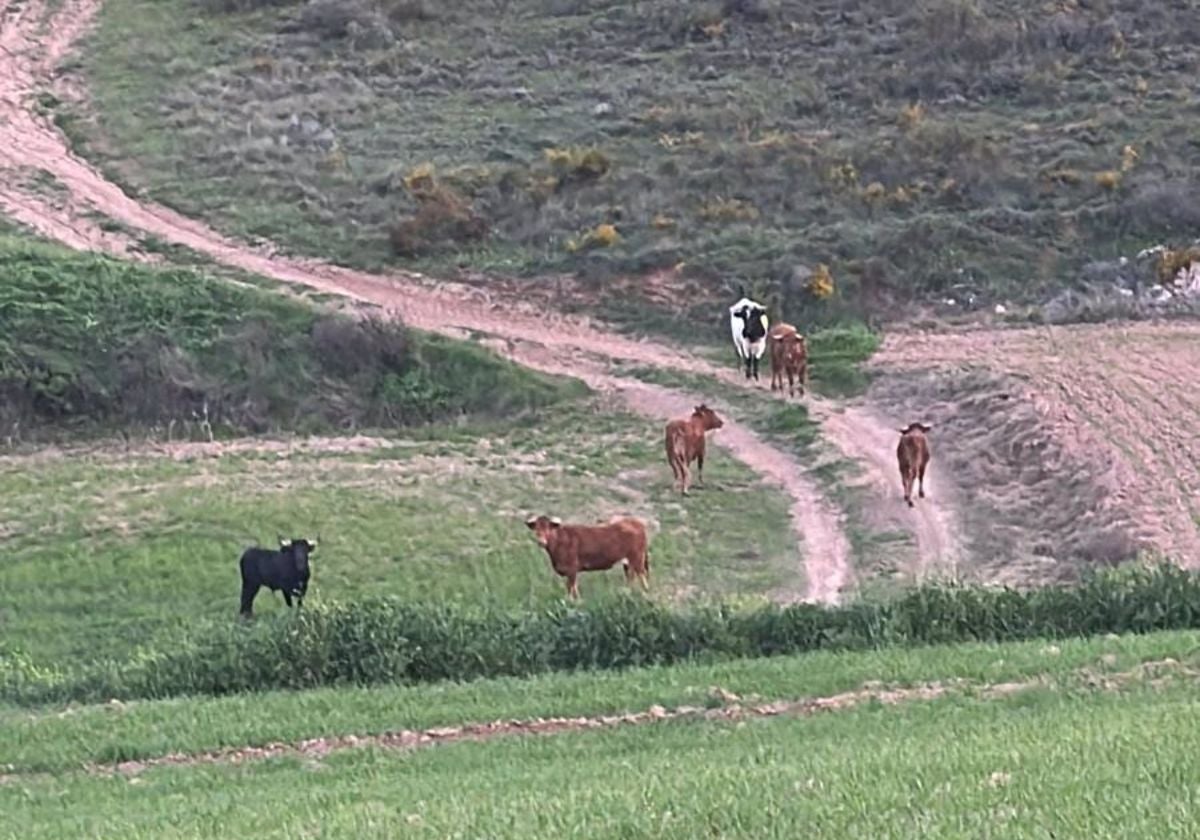 Alerta en los pueblos de Horche y Yebes por reses bravas sueltas de la ganadería de Armuña