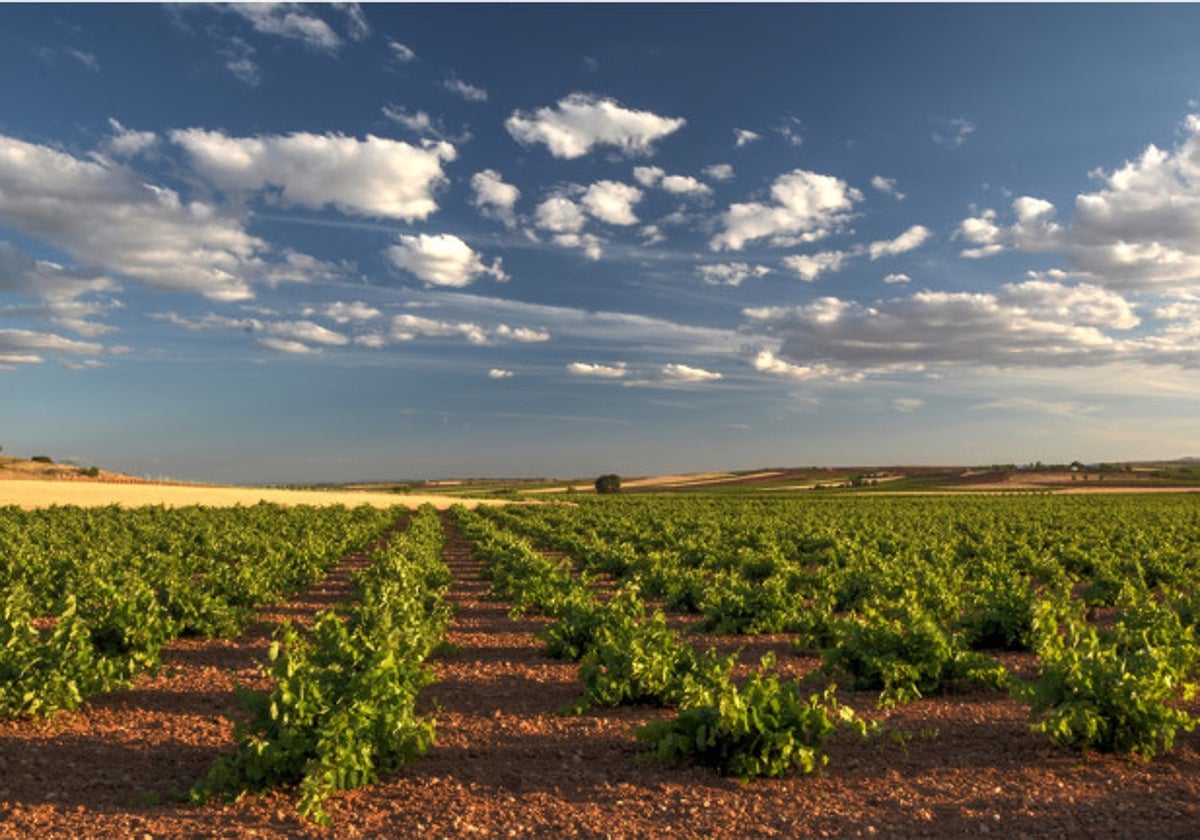 Los vinos de la patria de Dulcinea que han triunfado en el Concurso Regional de los Vinos de la Tierra del Quijote