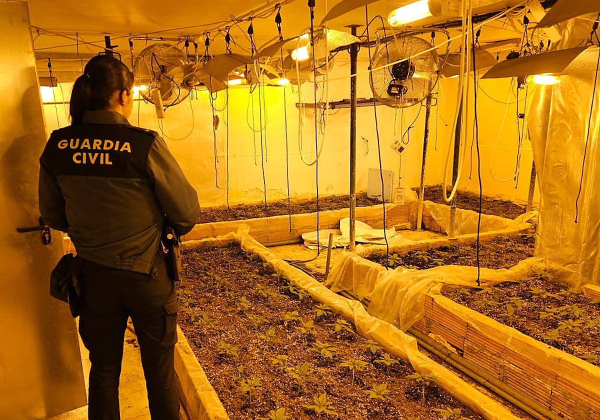 Imagen de una plantación de marihuana desarticulada por la Guardia Civil en Valencia