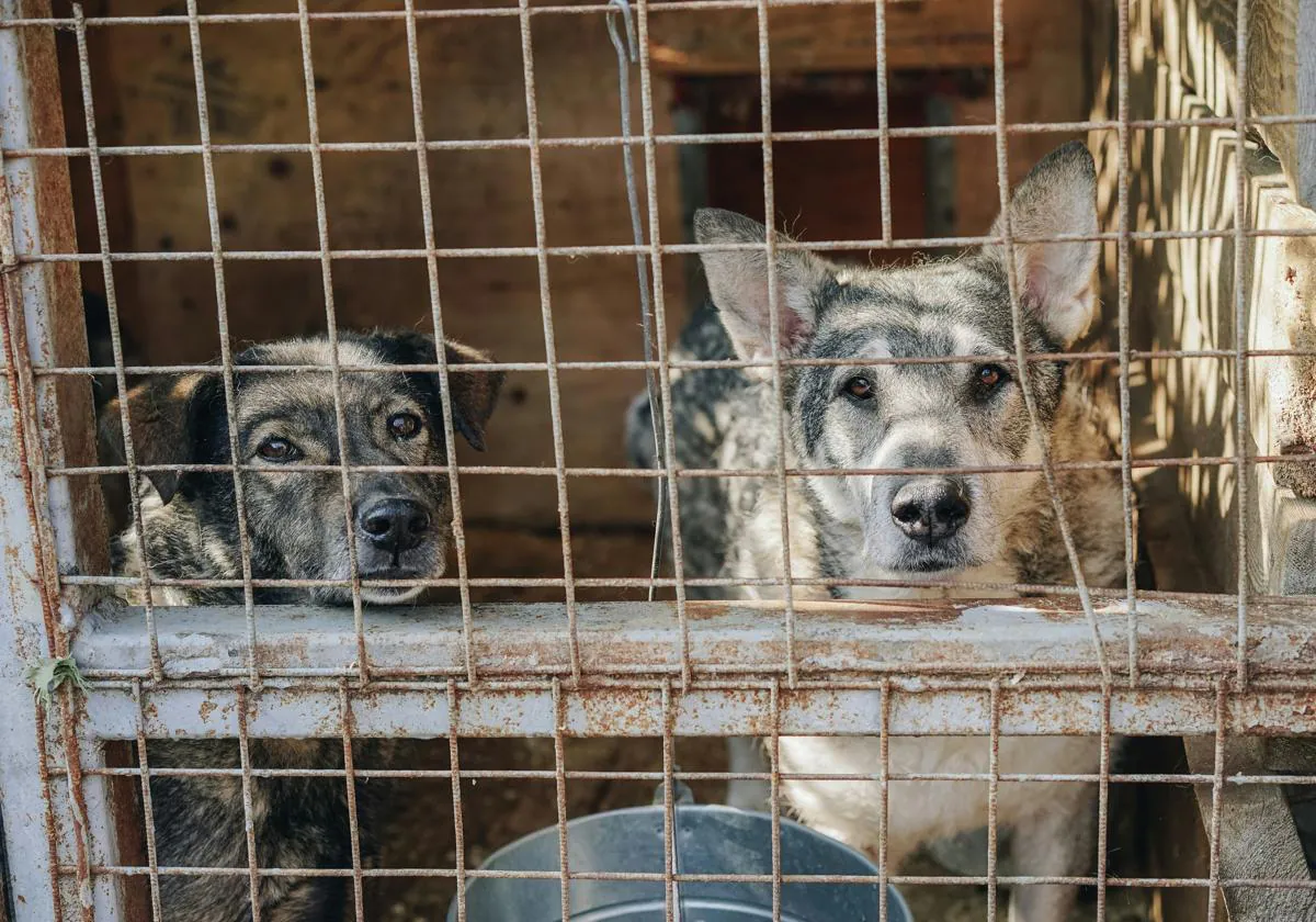 La Xunta de Galicia ofrece ayudas para la adopciÃ³n de mascotas: hasta 150 euros y requisitos