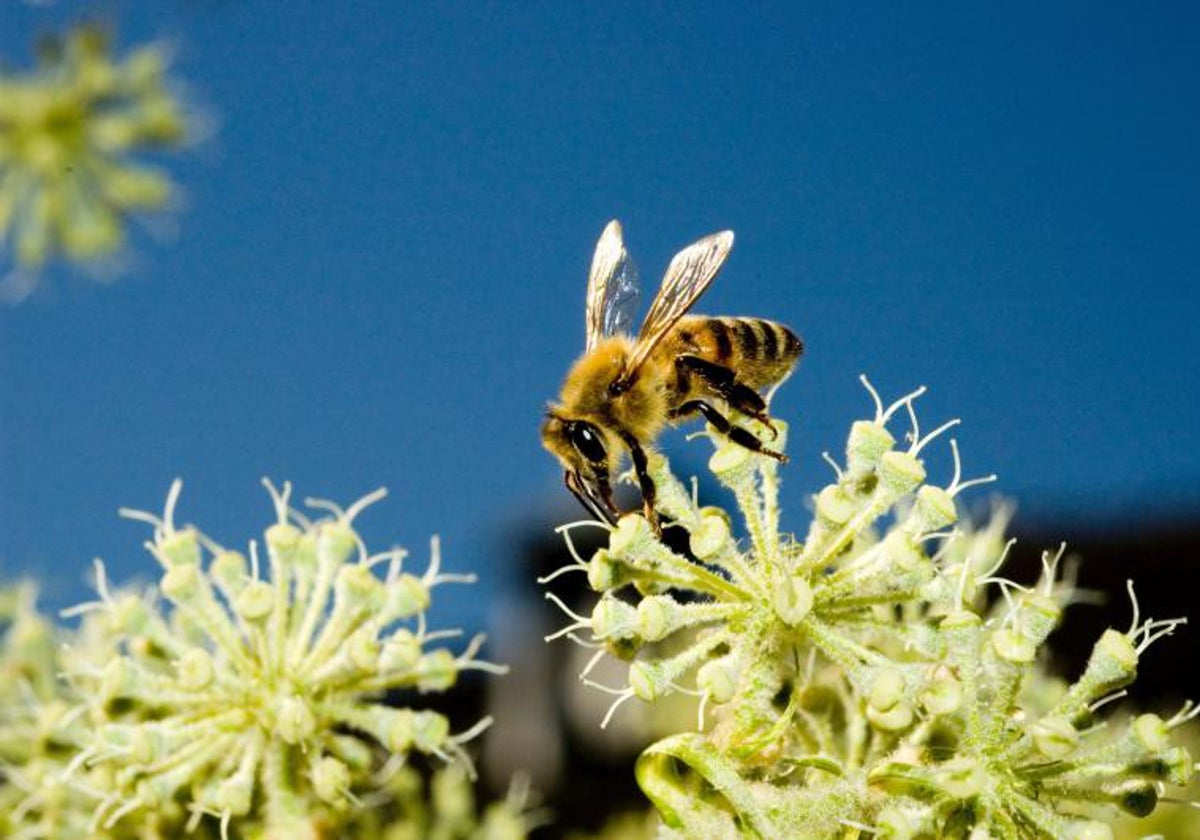 Una abeja exploradora tomando una muestra de néctar de una flor silvestre