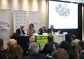 El sector de la aceituna de mesa clama en Córdoba por la solución de los aranceles impuestos por EE.UU.