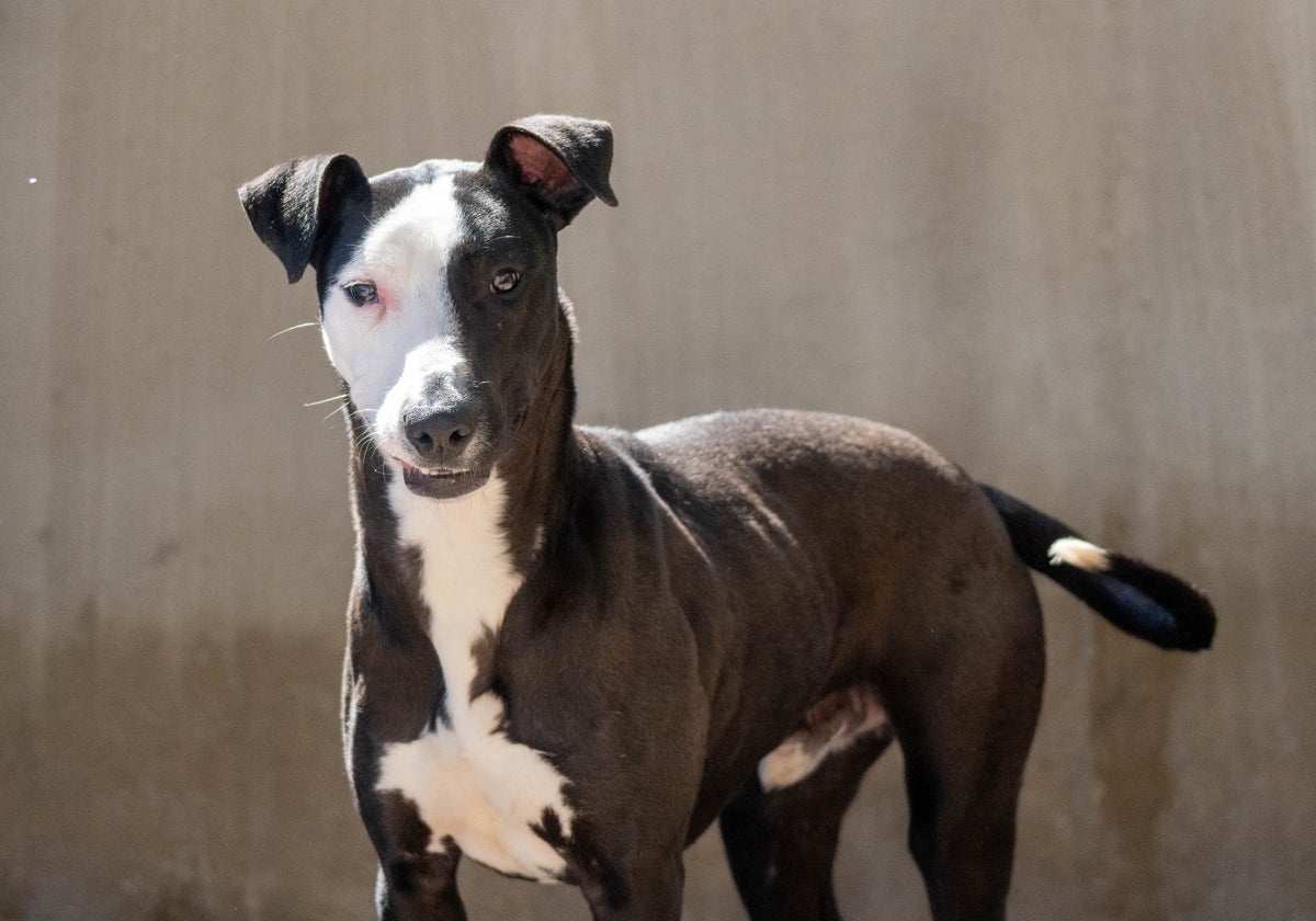 Imagen de un perro que participa en el desfile de Bioparc y AUPA en Valencia