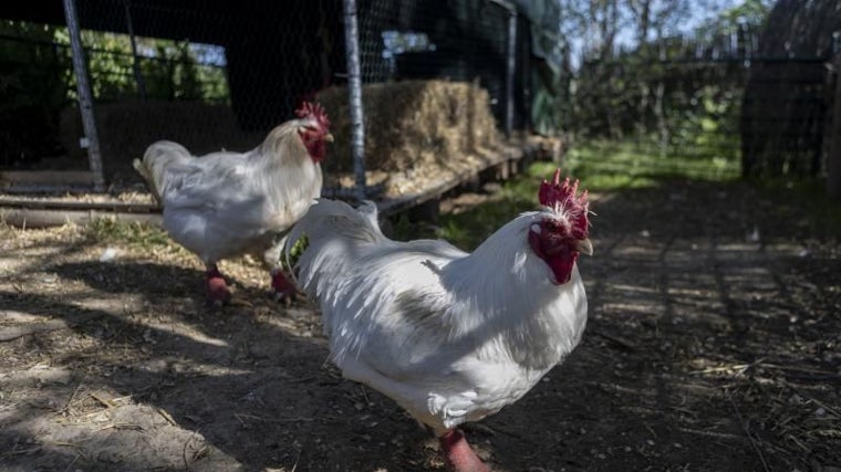 En el Santuario residen algunos de los mil pollos abandonados en la T-4 del aeropuerto de la capital