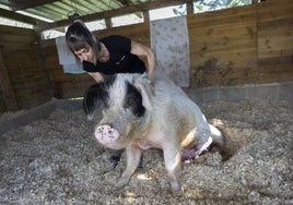 Del cerdo parapléjico a la yegua abandonada: La granja de Madrid en la que 300 animales maltratados tienen una segunda vida