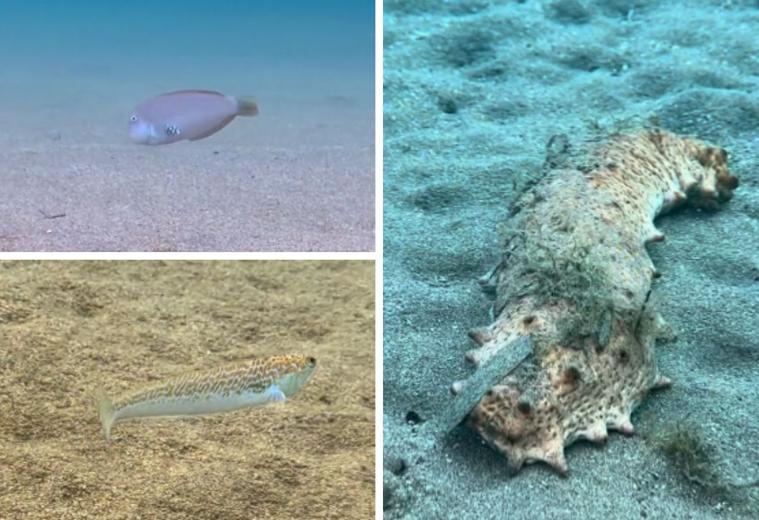 Estas son las especies marinas que habitan en una de las playas más famosas de Tenerife: «Recomiendo no pisarlas»