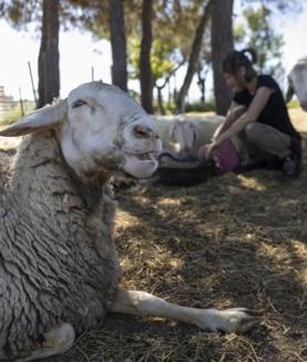 Imagen secundaria 2 - Arriba, Dulce, una yegua que fue dejada a su suerte en Guadarrama. Ahora está recuperándose poco a poco. Abajo, Romerito, que fue encontrado solo por una señora en El Escorial y Álamo junto a su madre, que había fallecido en el parto