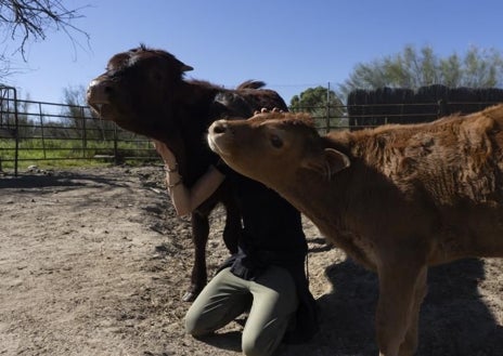 Imagen secundaria 1 - Arriba, Dulce, una yegua que fue dejada a su suerte en Guadarrama. Ahora está recuperándose poco a poco. Abajo, Romerito, que fue encontrado solo por una señora en El Escorial y Álamo junto a su madre, que había fallecido en el parto