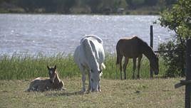 En imágenes, el renacer de Doñana con las últimas lluvias