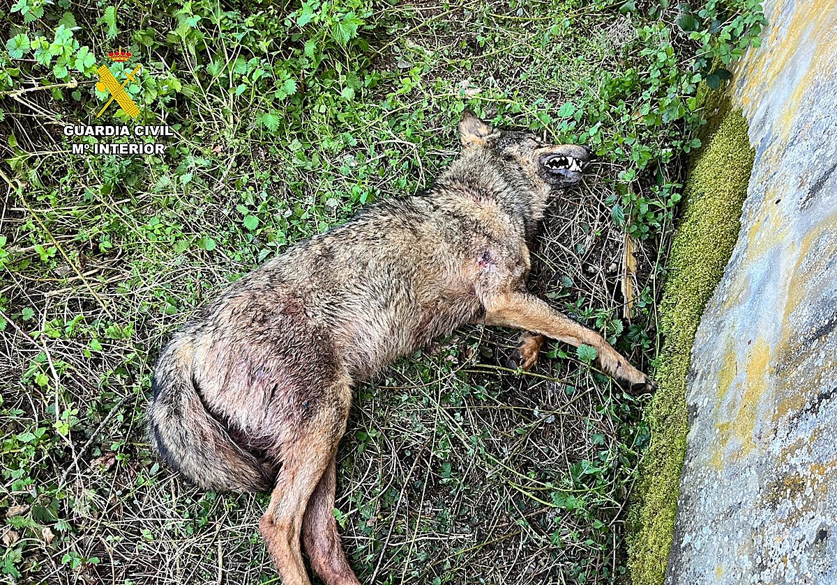 El ejemplar de lobo ibérico hallado muerto en Cervera de Pisuerga (Palencia)