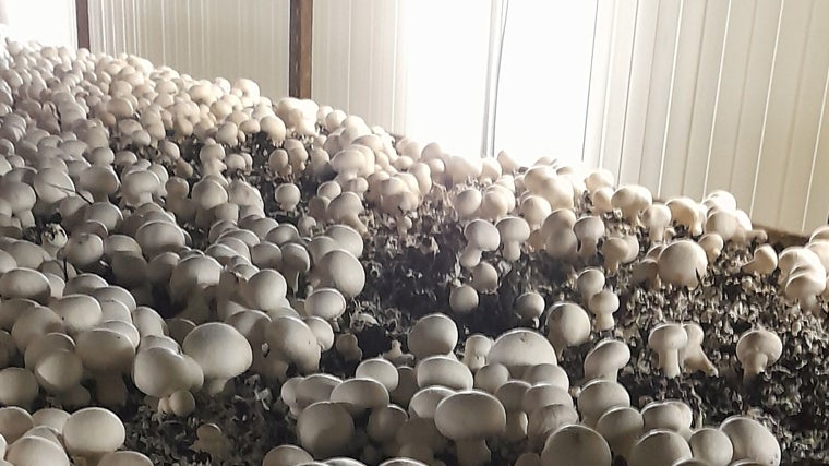 Cultivo del champiñón en la cooperativa El Altillo