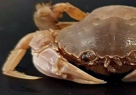 Científicos del CSIC descubren una nueva especie de cangrejo en las costas andaluzas