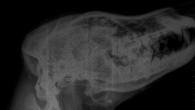 Una de las radiografías realizadas al ejemplar de lobo hallado muerto