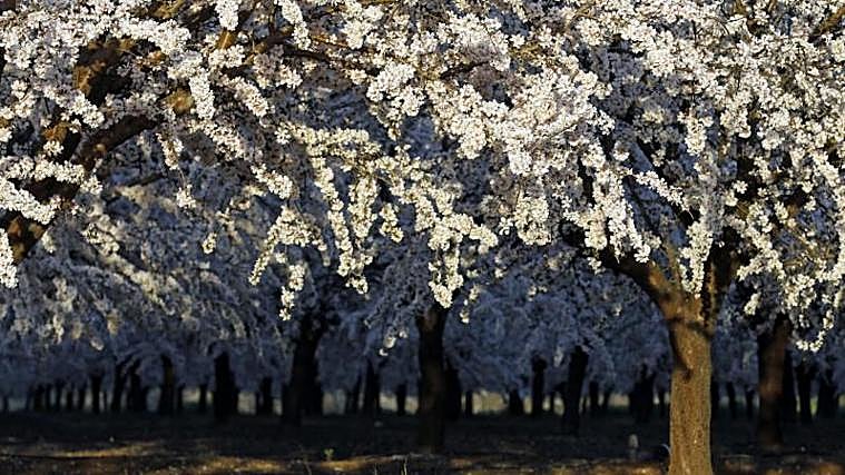 Olivar y almendro, los más beneficiados por el aumento de las dotaciones para el riego en Córdoba