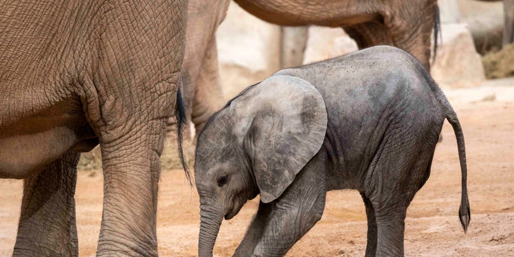 El segundo elefante nacido en Bioparc Valencia se llamará Malik
