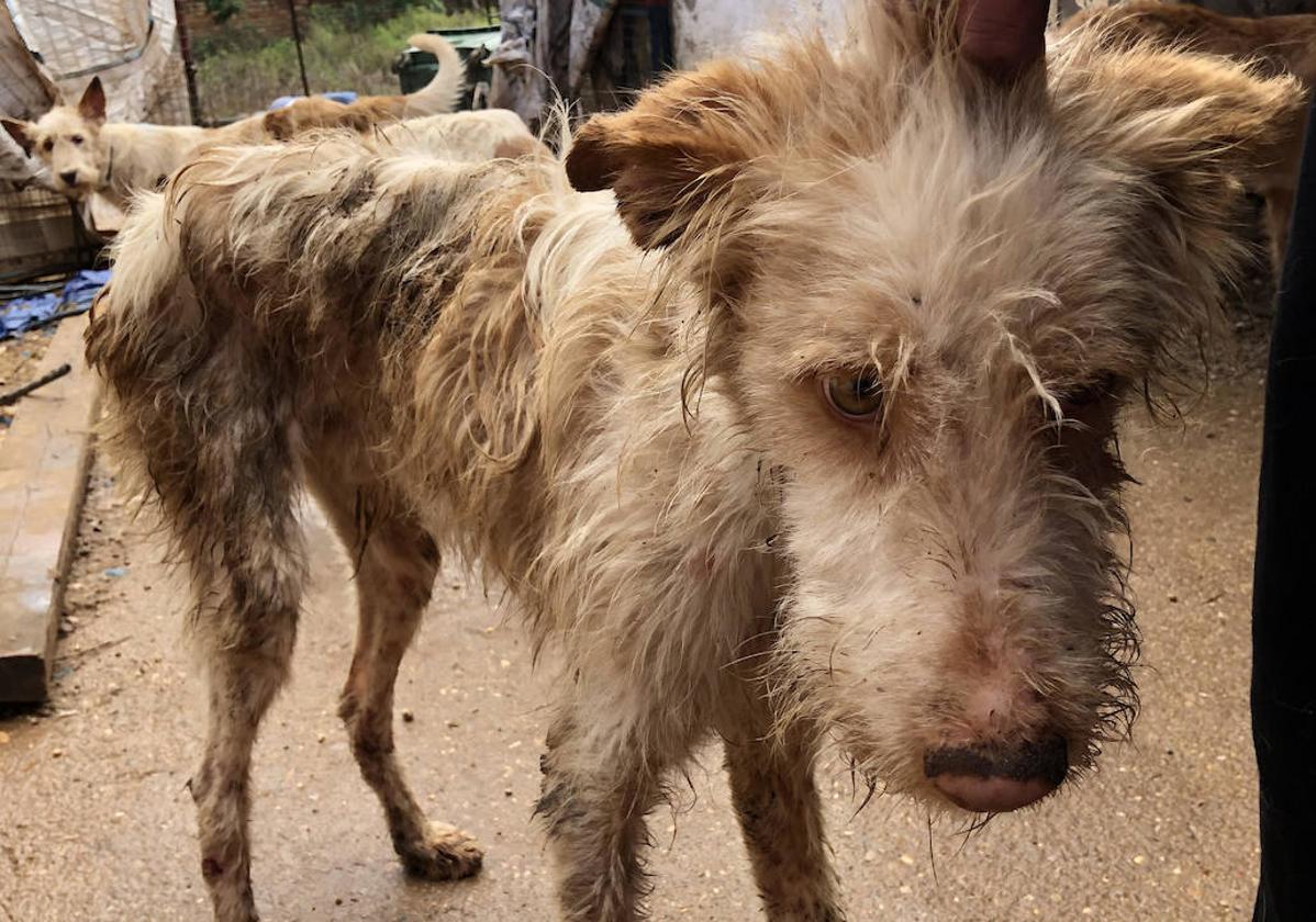 Uno de los animales decomisados en la rehala