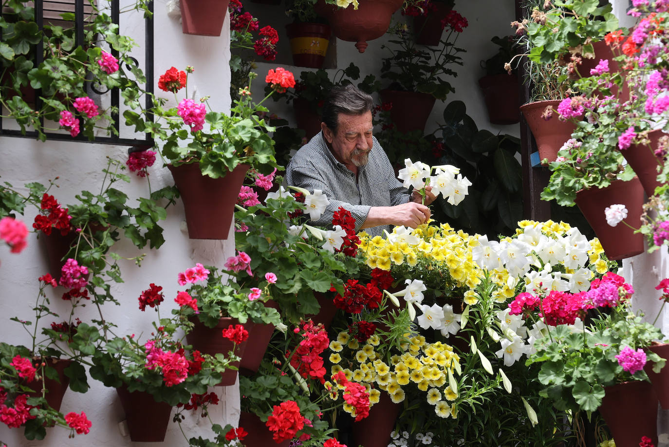 Fotos: los preparativos para el comienzo de los Patios de Córdoba