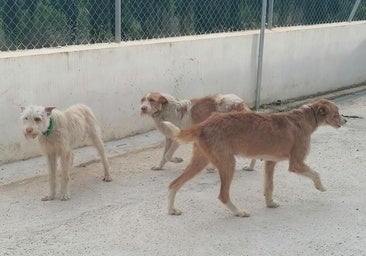 El Ayuntamiento de Hornachuelos desvincula a las rehalas de la situación de los 25 perros rescatados