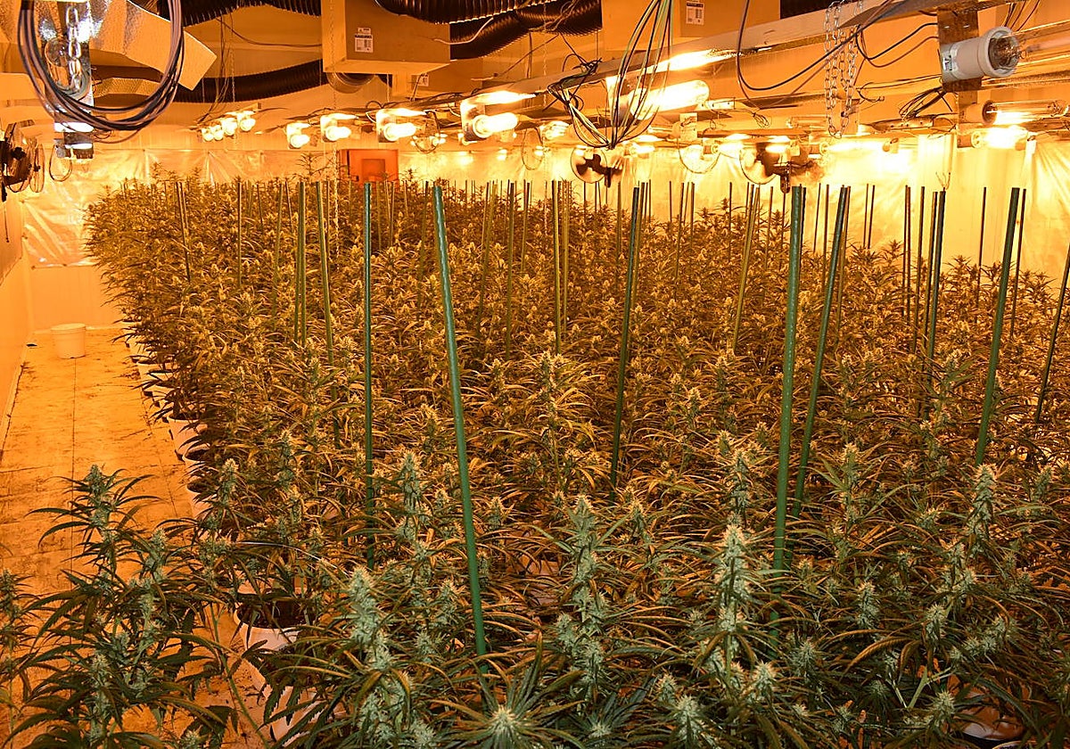 Plantación de marihuana 'indoor' incautada, en una imagen de archivo