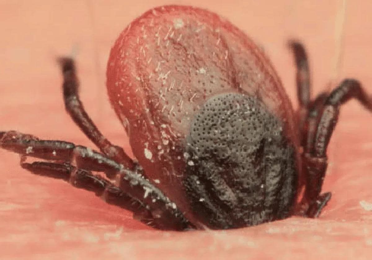 La picadura de garrapata es el principal vector de transmisión de la fiebre hemorrágica Crimea-Congo