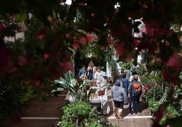 La desajustada factura de un patio de Córdoba en flor