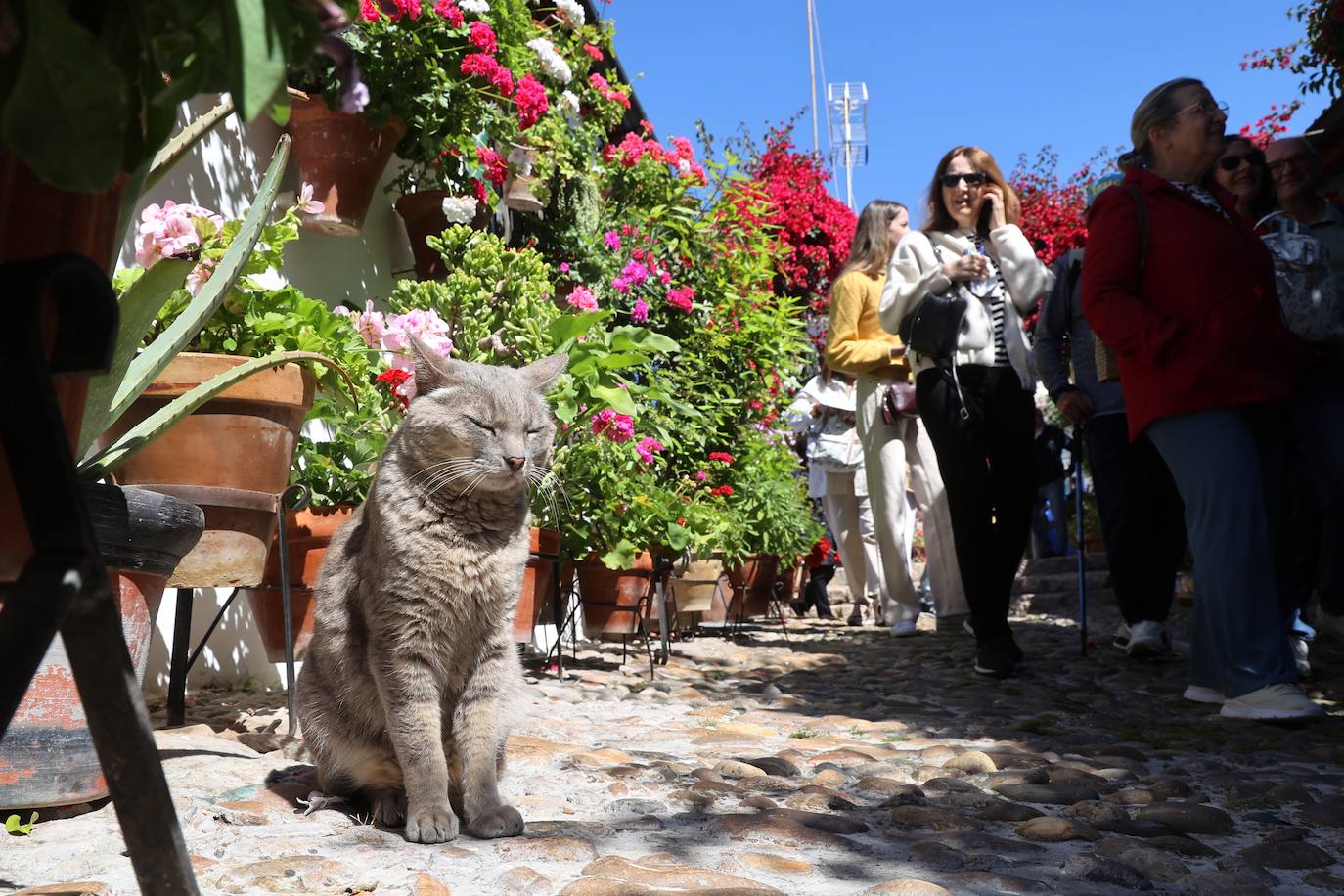 Las mejores imágenes de los Patios de Córdoba en los barrios de Santa Marina y San Agustín