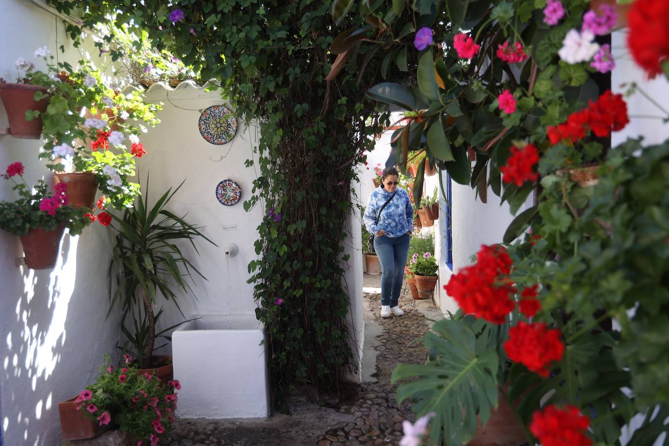 Las mejores imágenes de los Patios de Córdoba en los barrios de Santa Marina y San Agustín