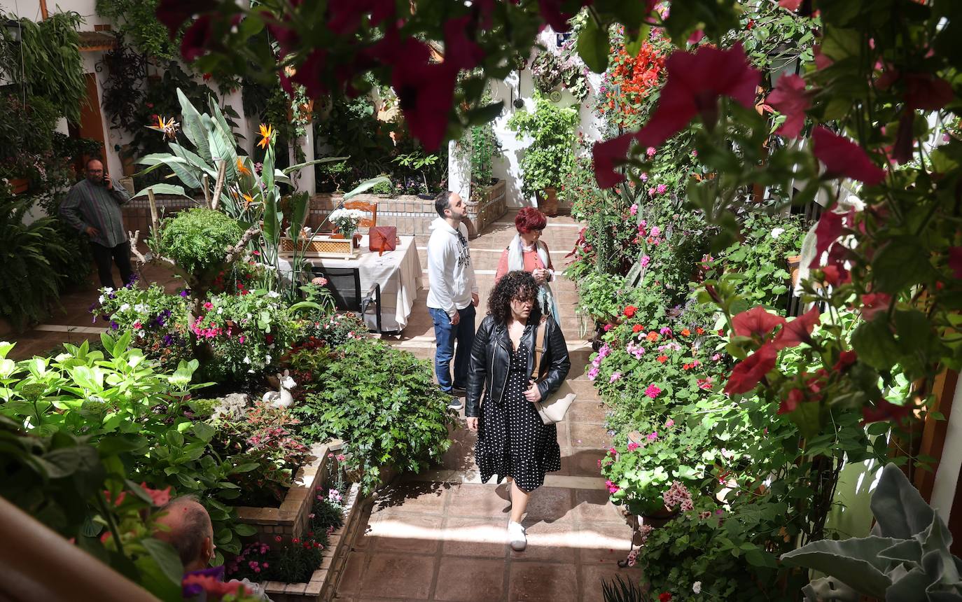 Las mejores imágenes de los Patios de Córdoba en los barrios de Santa Marina y San Agustín