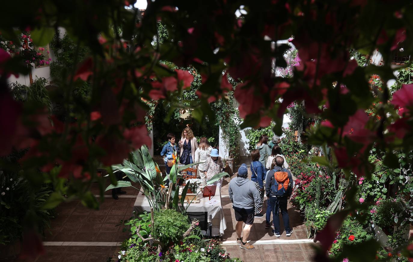 Las mejores imágenes de los Patios de Córdoba en los barrios de Santa Marina y San Agustín