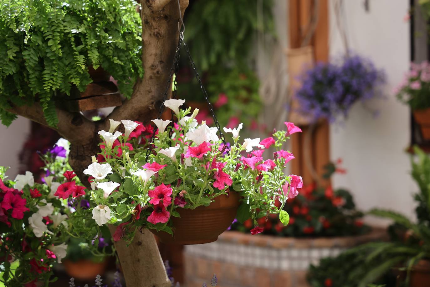 Las mejores imágenes de los Patios de Córdoba en los barrios de Santa Marina y San Agustín