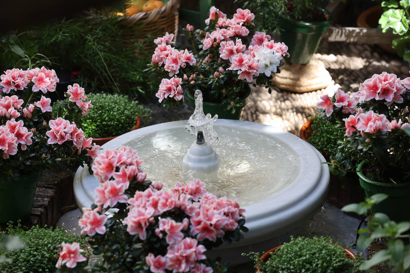 Las mejores imágenes de los Patios de Córdoba en los barrios de Santa Marina y San Agustín