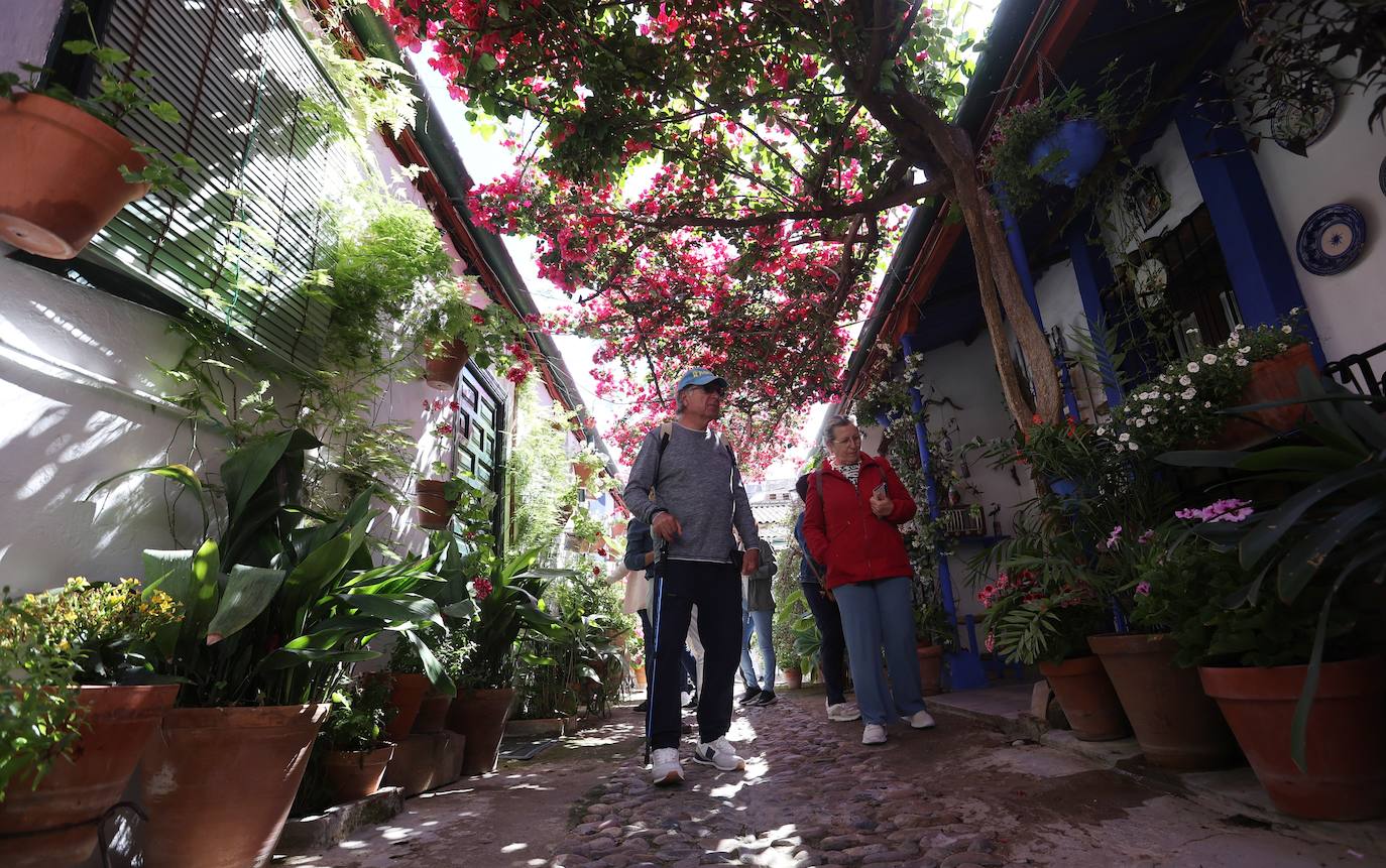 Las mejores imágenes de los Patios de Córdoba en los barrios de Santa Marina y San Agustín
