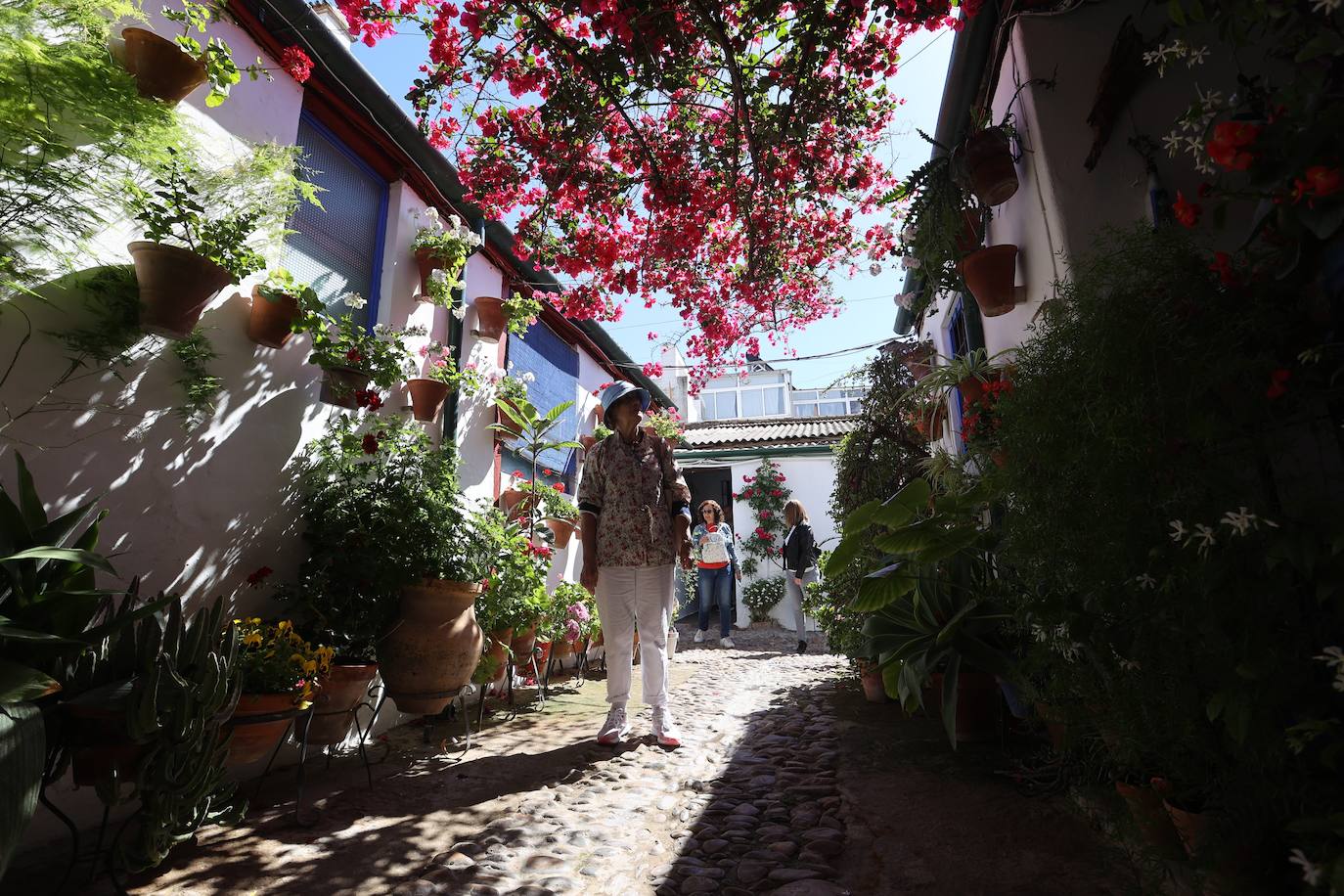 Las mejores imágenes de los Patios de Córdoba en los barrios de Santa Marina y San Agustín