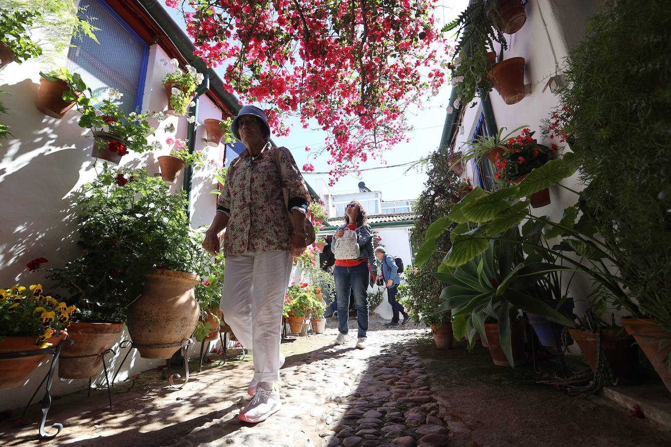 Las mejores imágenes de los Patios de Córdoba en los barrios de Santa Marina y San Agustín