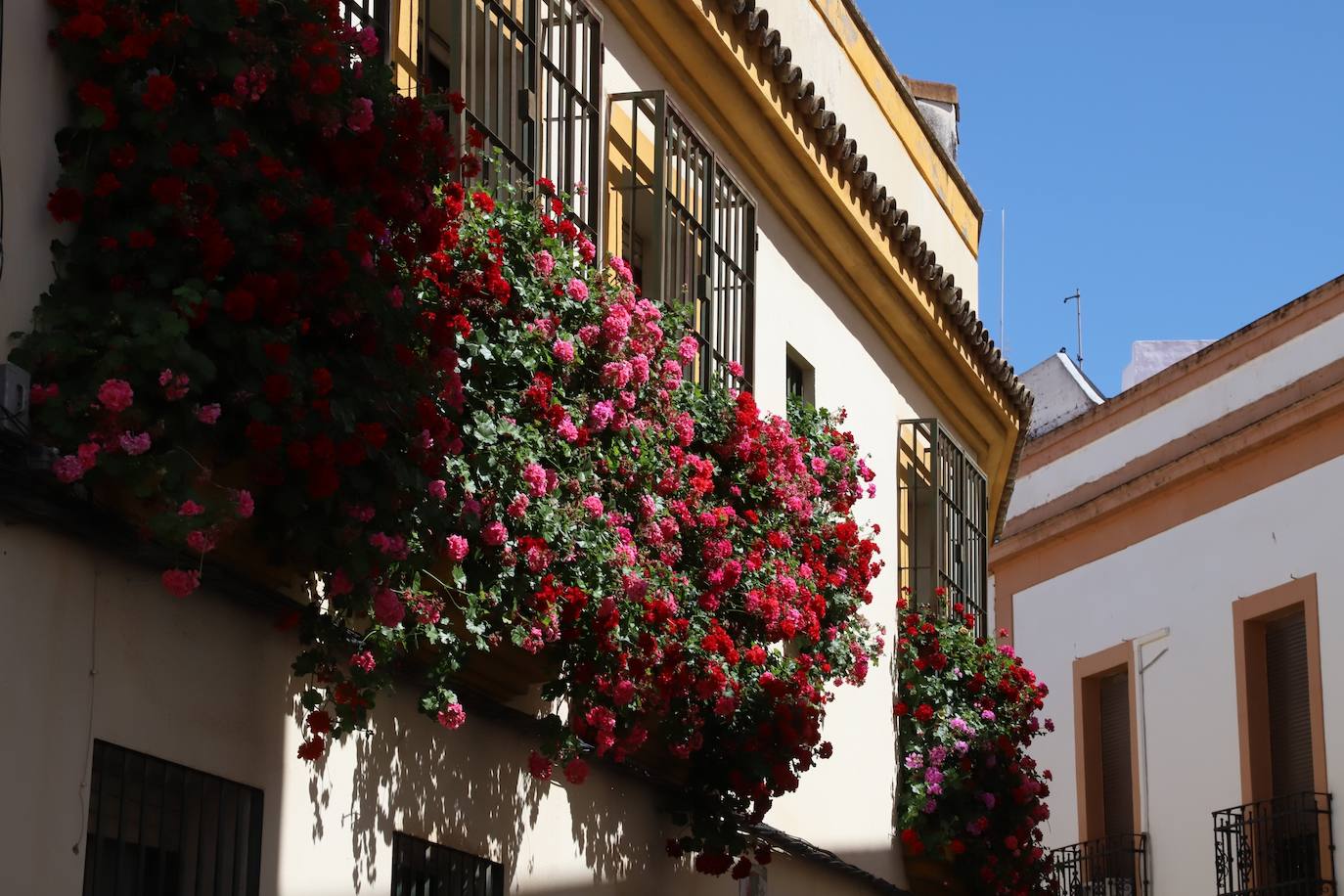 Fotos: Los bellos primeros premios del Concurso de Rejas y Balcones de Córdoba 2024
