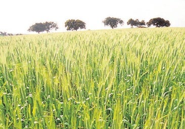 Los agricultores miran al cielo ante una cosecha de cereal que llega «bien planteada»