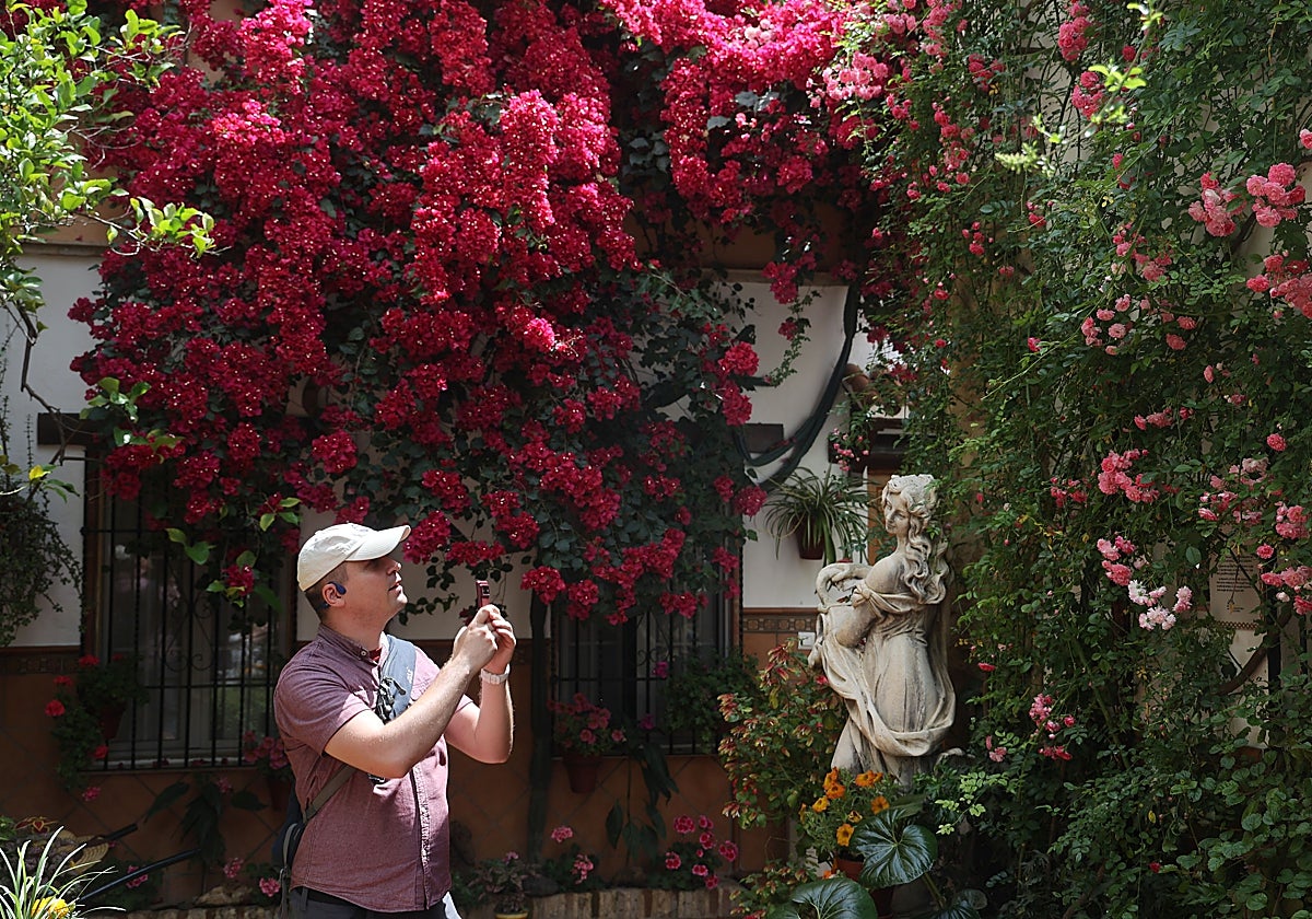 Un visitante, entre la buganvilla y el rosal trepador de la calle Barrionuevo