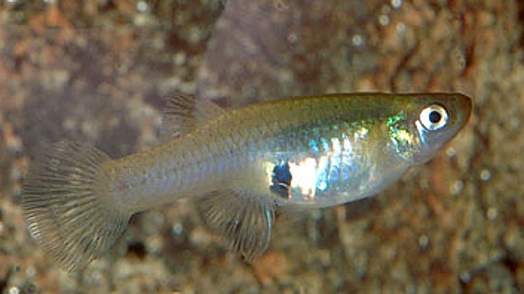 Un ejemplar de gambusia